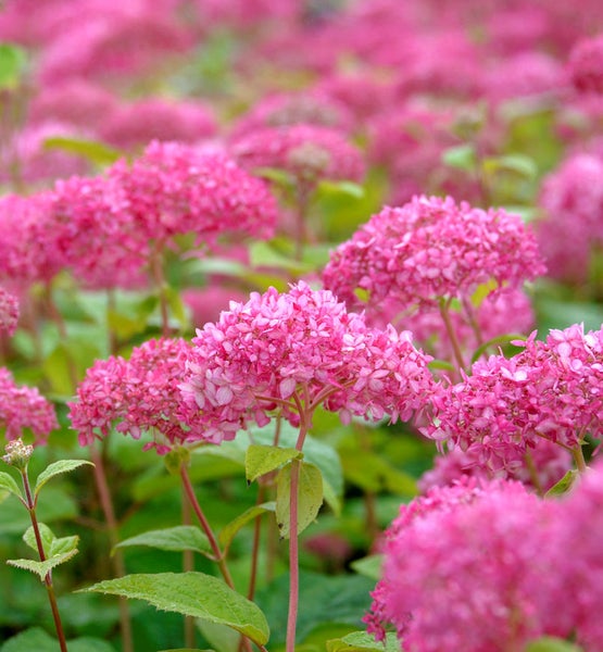 Nahaufnahme von rosa Hortensienblüten im Garten