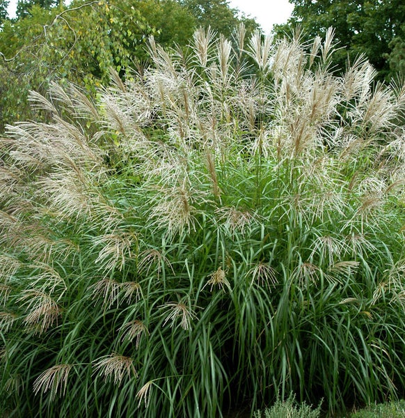 Chinaschilf im Garten