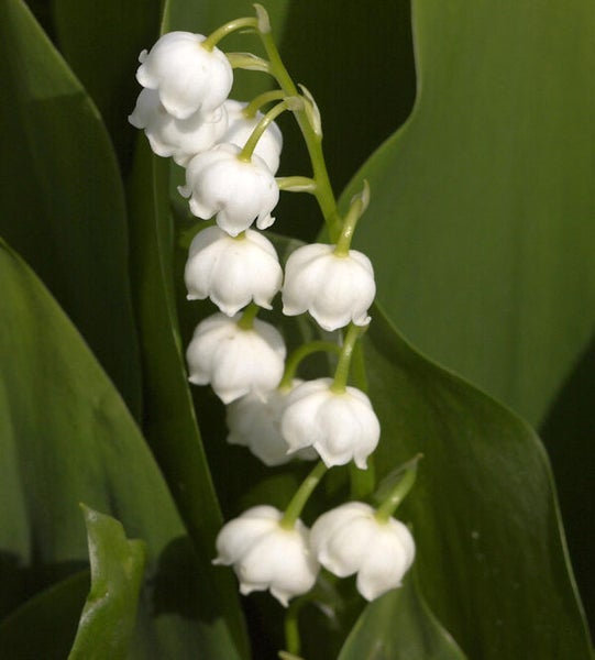 Maiglöckchen mit weißen Blüten und grünen Blättern