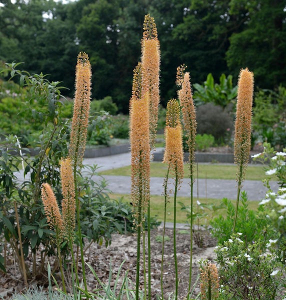 Nahaufnahme von Fackellilien im Gartenbeet.