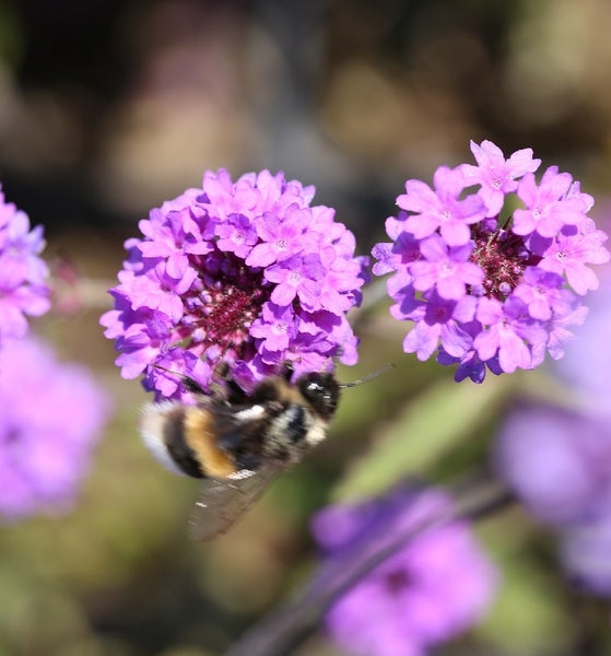 Nahaufnahme einer Hummel auf einer Verbenenblüte