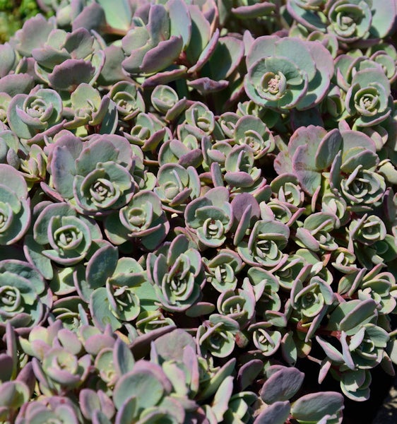 Nahaufnahme einer Fetthenne Pflanze