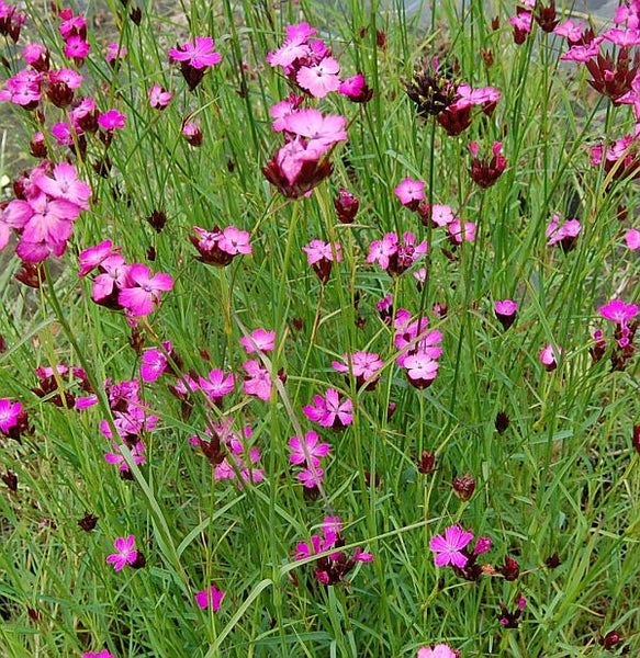 Nahaufnahme von Heidenelken im Garten.