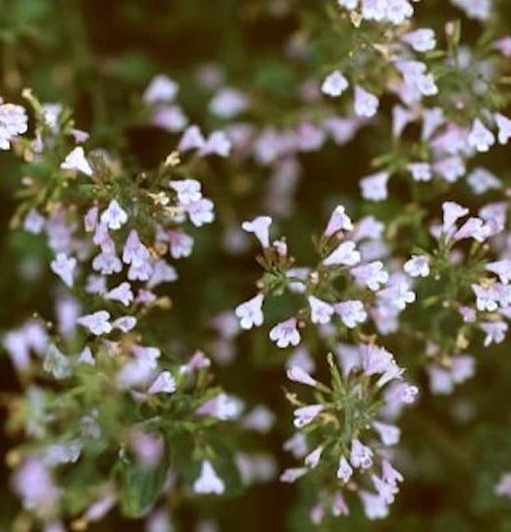 Nahaufnahme von blühendem Quendel