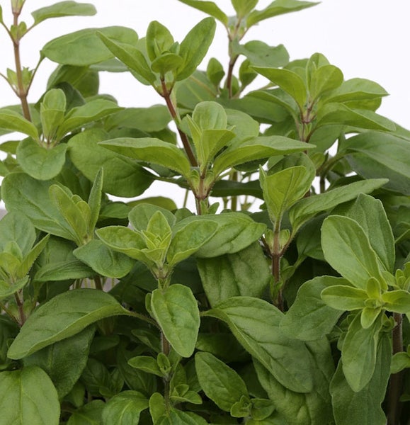 Oregano Pflanze Nahaufnahme