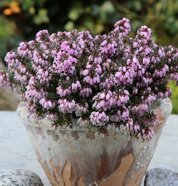 Besenheide im Topf mit rosa Blüten