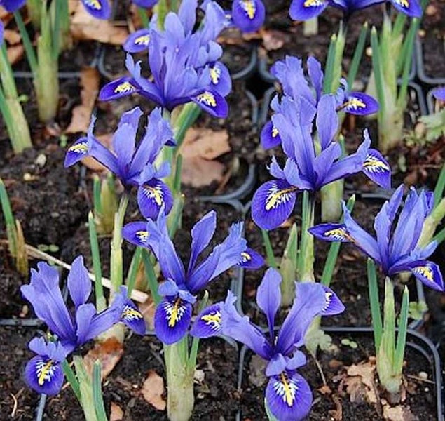 Iris Blumen im Topf