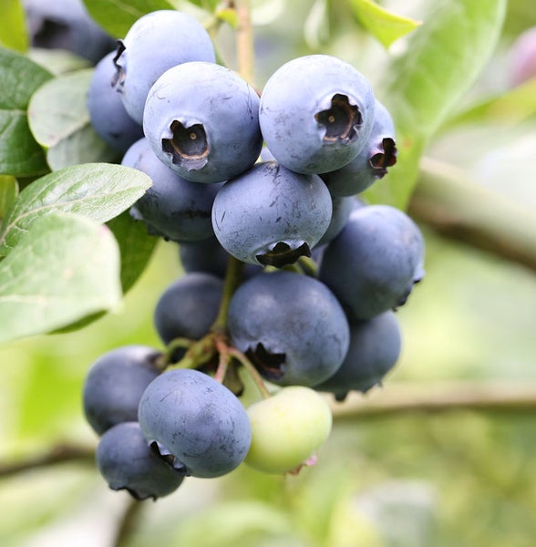 Nahaufnahme von Blaubeeren an einem Zweig