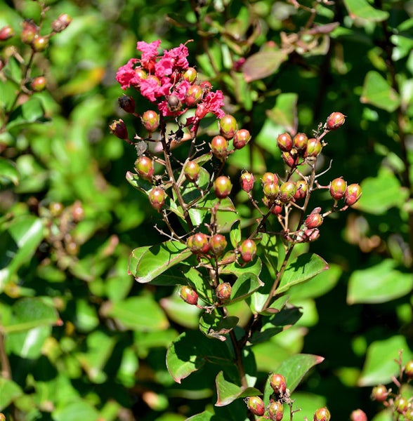 Kreppmyrte mit Blüten und Fruchtständen