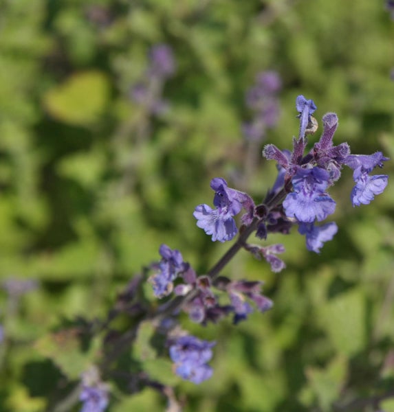 Nahaufnahme von Katzenminze im Garten