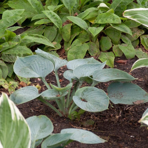 Funkienpflanze im Gartenbeet