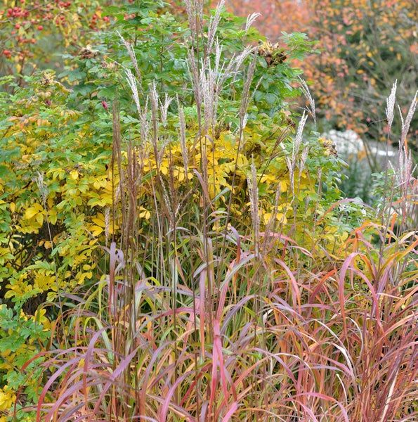 Verschiedene Ziergräser im Gartenbeet