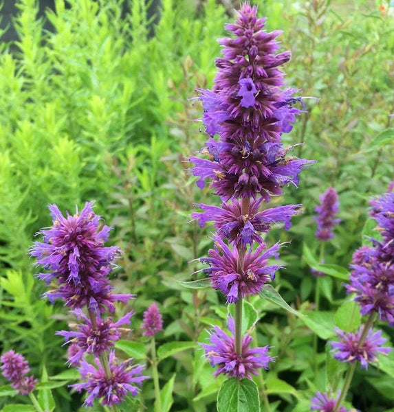 Nahaufnahme von blühenden Agastache-Pflanzen im Garten
