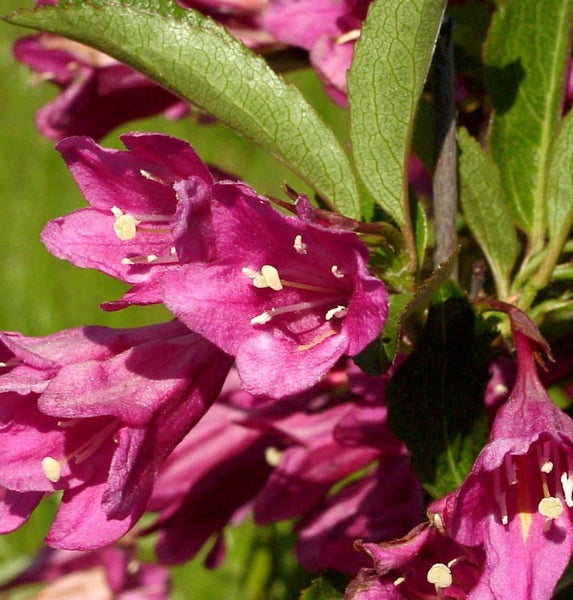Nahaufnahme von rosa Weigelienblüten mit grünen Blättern
