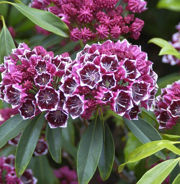 Nahaufnahme von Berglorbeerblüten