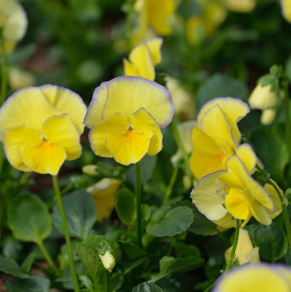 Gelbe Stiefmütterchen im Gartenbeet