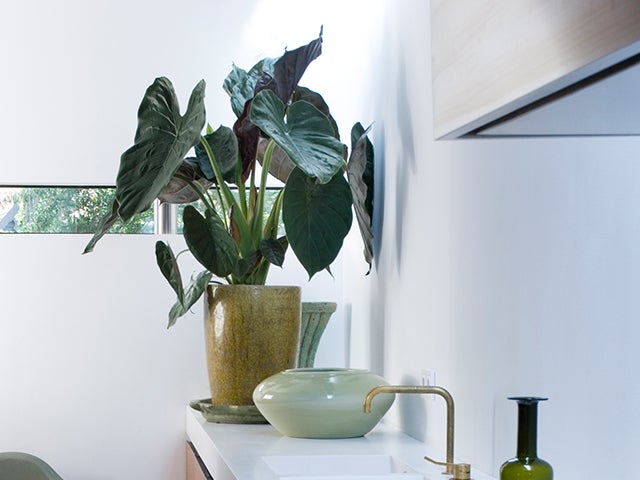 Alocasia 'Wentii' | Jeweils Elefantenohr - Zimmerpflanze im Kinderzimmertopf cm19 cm - ↕55-65 cm