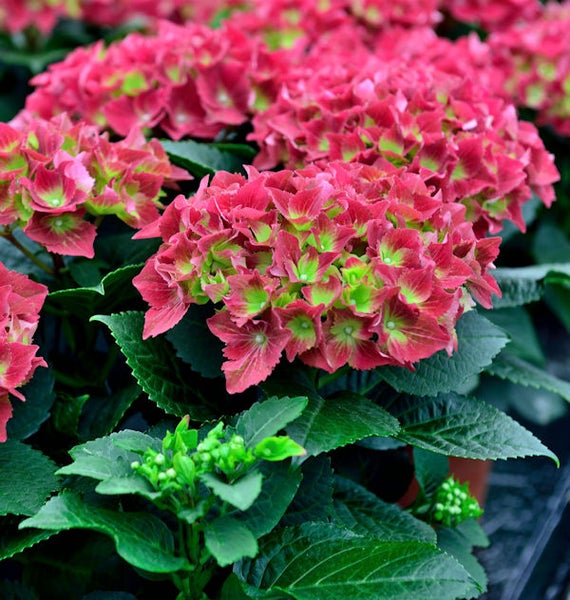 Nahaufnahme von einer Hortensie mit Blüten