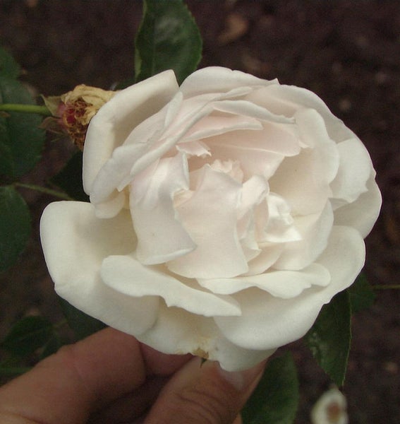 Nahaufnahme einer einzelnen weißen Rose mit Blättern im Garten.