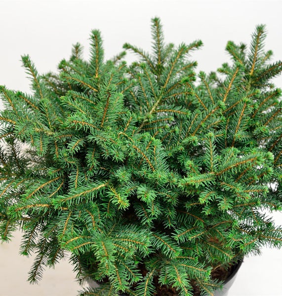 Picea glauca Konica im Topf