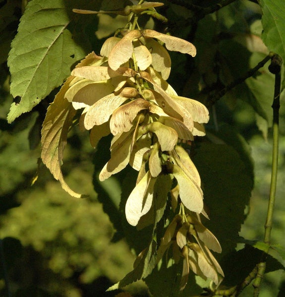 Ahornbaum mit Samenständen