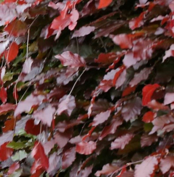 Nahaufnahme von Rotbuchenblättern.