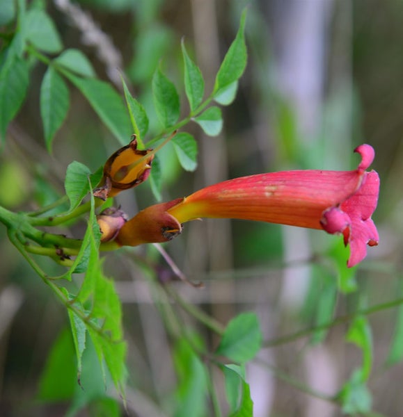 Blüte der Klettertrompete mit grünen Blättern