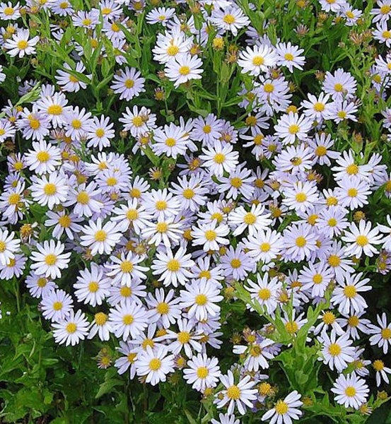 Nahaufnahme einer blühenden Kissenaster im Garten