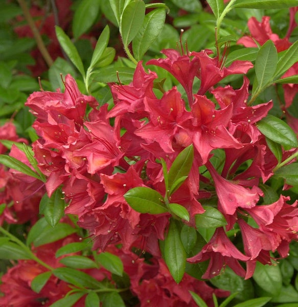 Nahaufnahme einer Azalee mit roten Blüten und grünen Blättern.