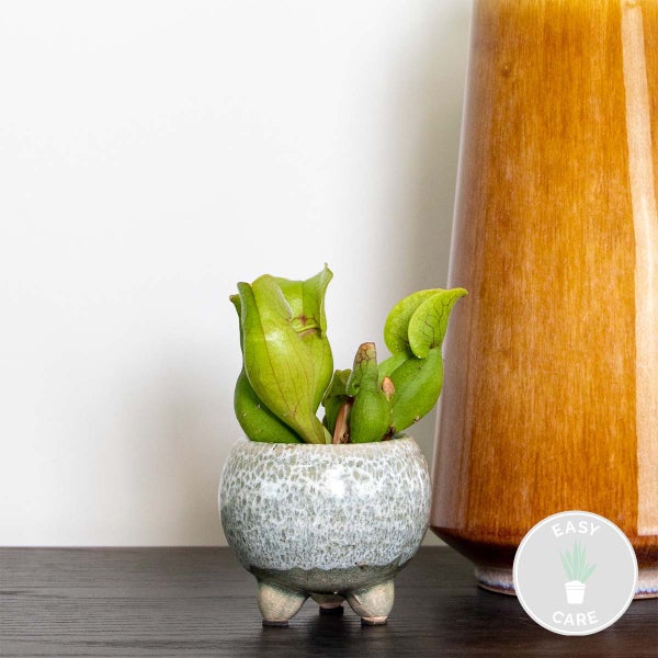 Sarracenia 'Juthatip Soper' – Fleischfressende Pflanze – Pflegeleicht – ⌀6 cm – ↕05-10 cm