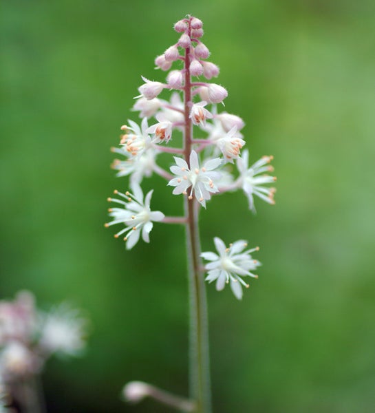 Schaumblüte mit weißen Blüten auf einem Stiel