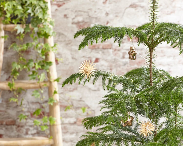 Bloomique - Araucaria Heterophylla - Zimmertanne - Norfolktanne - Zimmerpflanzen - Weihnachtsdeko - Höhe 80-100 cm - Topf 21 cm