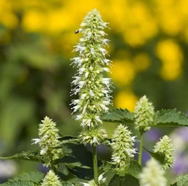 Duftnessel mit Blüte