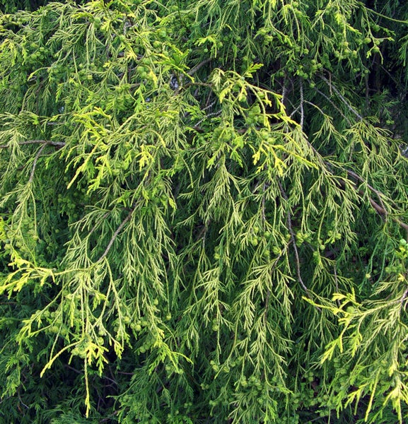 Nahaufnahme einer Zypresse mit grünen Blättern und kleinen Zapfen