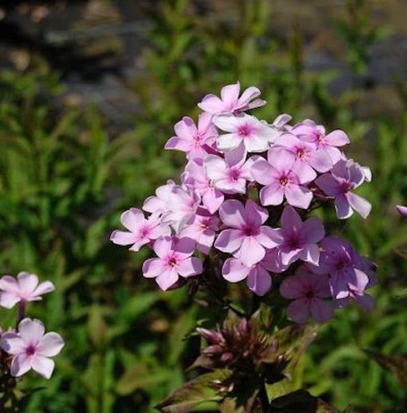 Flammenblume mit rosa Blüten