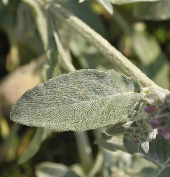 Nahaufnahme eines Wollziestblatts