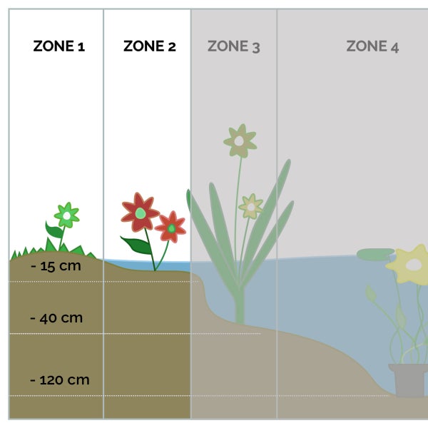 3x Lobelia Queen Victoria – Kardinalblume – Pflegeleicht – Zone 1/2 – ⌀09cm - ↕15-25 cm