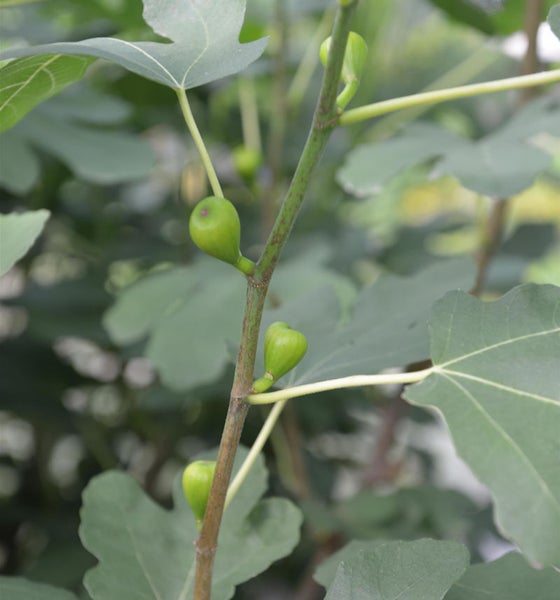 Nahaufnahme eines Feigenbaums mit grünen Feigen und Blättern.