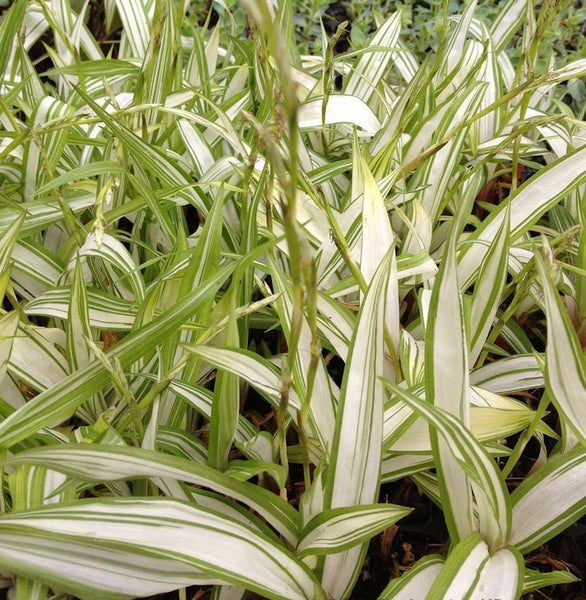 Büschel von Ziergras mit gestreiften Blättern