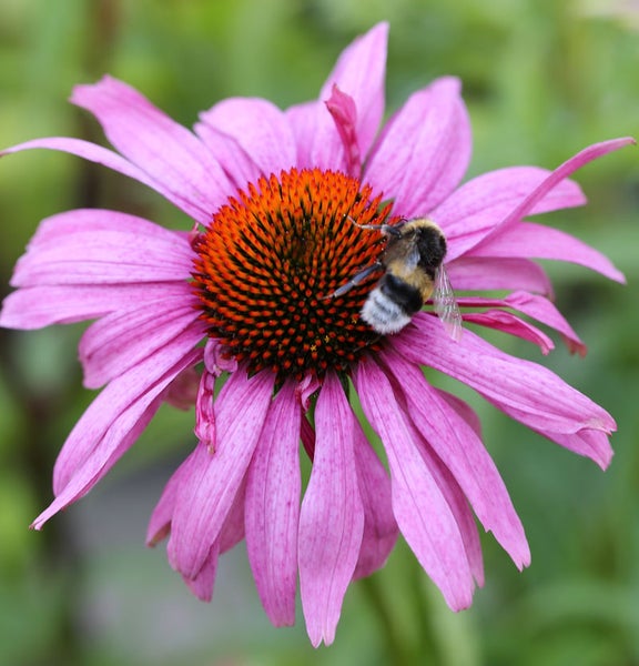 Nahaufnahme einer purpurfarbenen Echinacea-Blüte mit einer Hummel.