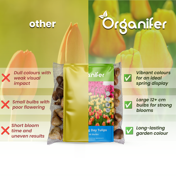 Vergleichsgrafik von Organifer Tulpenzwiebeln mit Vorteilen wie grossen Zwiebeln fuer starke Blueten im Vergleich zu anderen Produkten.