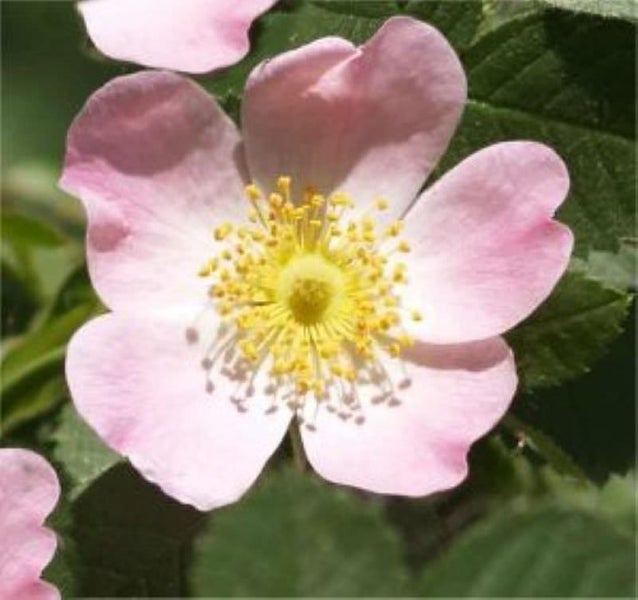Nahaufnahme einer Heckenrosenblüte