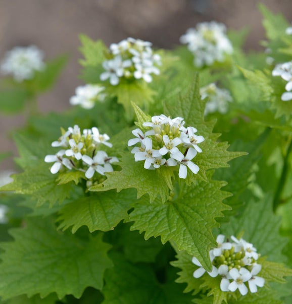 Nahaufnahme von Knoblauchsrauke mit grünen Blättern und weißen Blüten