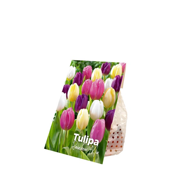Bloomique – 20er-Mix – Tulipa-Regenbogen-Mix – Tulpenzwiebeln – Blumenzwiebeln – Frühlingsblüher – mehrjährige Pflanzen – wird bis zu 30–35 cm groß