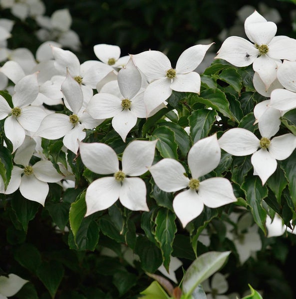 Blütenstand des Blumen-Hartriegels mit weißen Blütenblättern und grünen Blättern