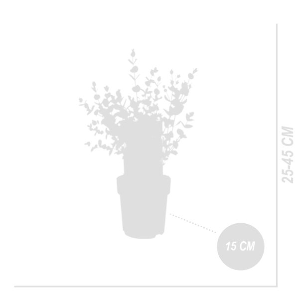 Bloomique - 2er-Set - Eucalyptus Parvifolia - Eukalyptuspflanze - Gartenpflanzen - Winterhart - ⌀15 cm - 25-45 cm