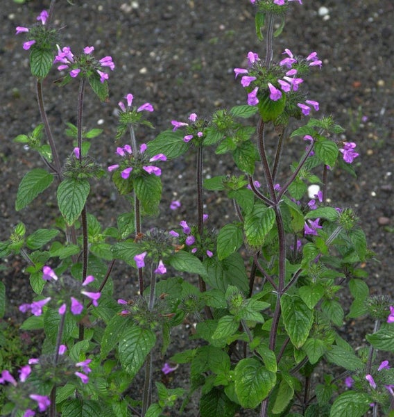 Nahaufnahme einer kriechenden Günselpflanze mit grünen Blättern und violetten Blüten