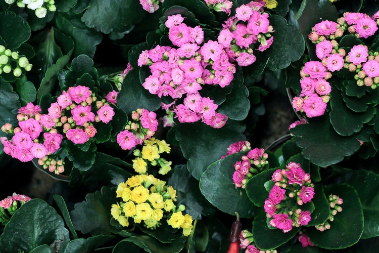 Kalanchoe Zimmerpflanze mit rosa und gelben Blütenclustern und dickfleischigen grünen Blättern.