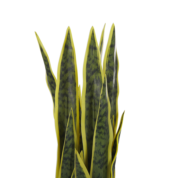 Sansevieria Zimmerpflanze mit langen, aufrechten Blättern