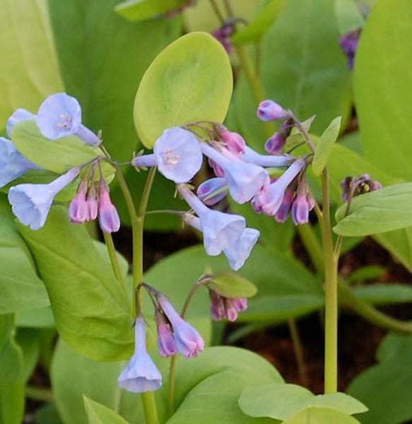 Nahaufnahme von blauen Glockenblumen mit grünen Blättern